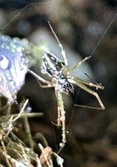 Microlinyphia mandibulata