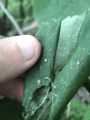 Pantographa limata