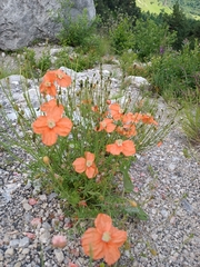 Papaver fugax
