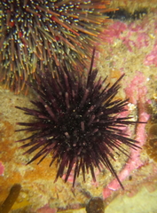 Centrostephanus rodgersii