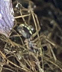 Microlinyphia mandibulata