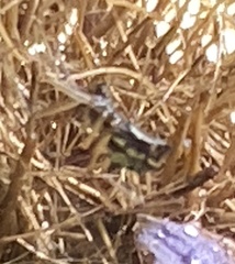 Microlinyphia mandibulata