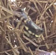 Microlinyphia mandibulata