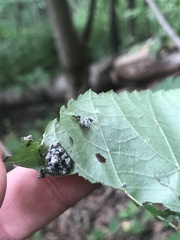 Pantographa limata