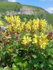 Scutellaria orientalis