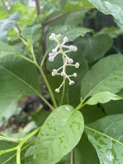 Phytolacca americana americana