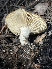 Clitocybe albirhiza
