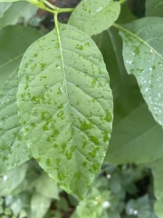 Phytolacca americana americana