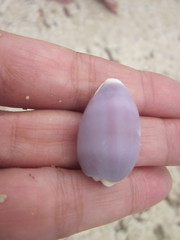 Erronea
