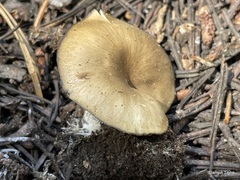 Clitocybe albirhiza