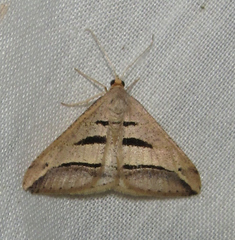 Chiasmia subcurvaria