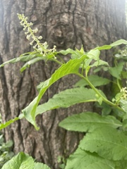 Phytolacca americana americana