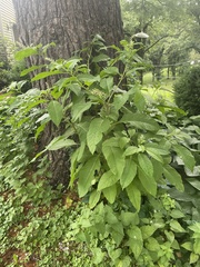 Phytolacca americana americana
