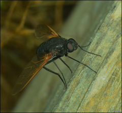 Satyramoeba hetrusca