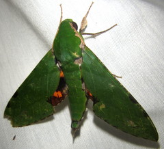 Euchloron megaera