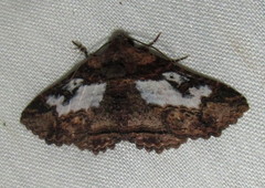 Pericyma mendax