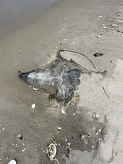 Myliobatis freminvillei