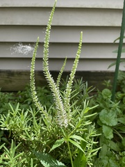 Veronicastrum virginicum