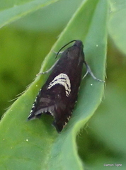 Grapholita interstinctana