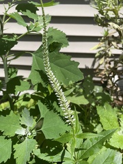 Veronicastrum virginicum