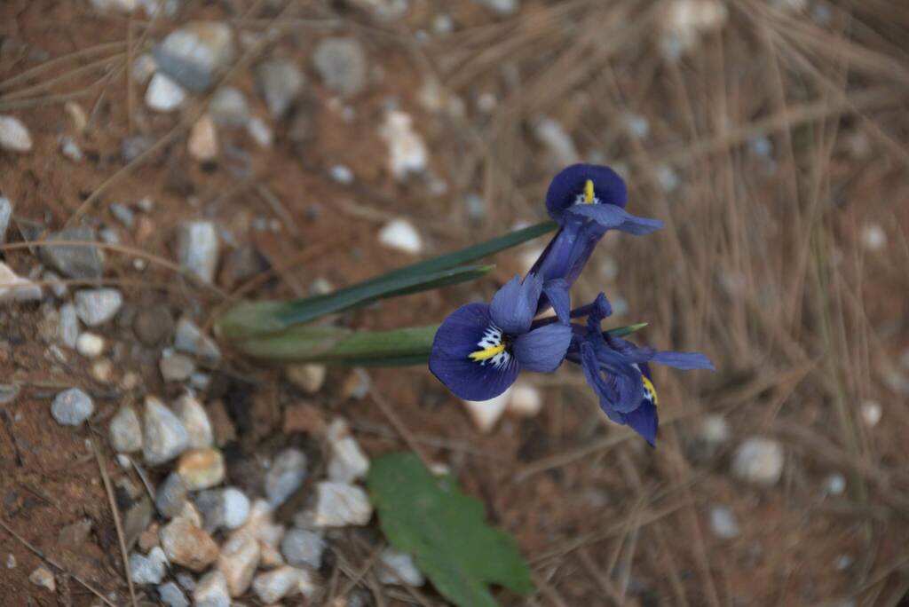 Iris reticulata (Iris reticulata)