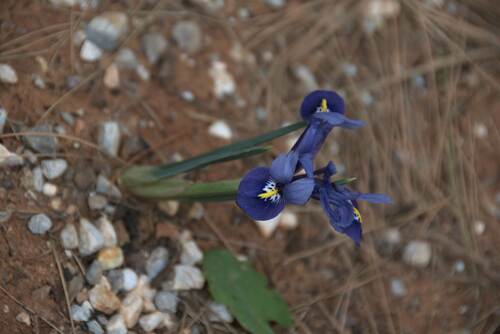 Iris reticulata