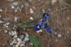 Iris reticulata: pôvod a využitie — fotografia 2