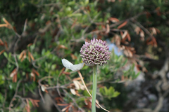 Allium commutatum