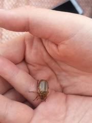 Amphimallon solstitiale