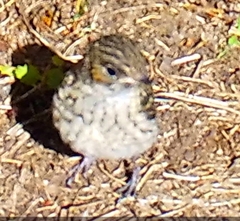 Ficedula hypoleuca