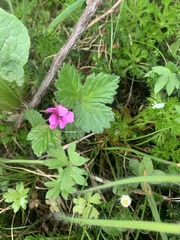 Rubus arcticus