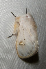Naroma varipes