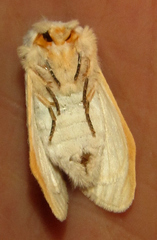Naroma varipes