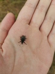 Liophloeus tessulatus