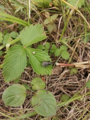 Liophloeus tessulatus