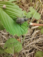 Liophloeus tessulatus