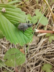 Liophloeus tessulatus