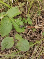 Liophloeus tessulatus