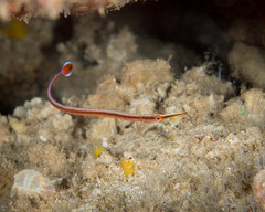 Dunckerocampus baldwini