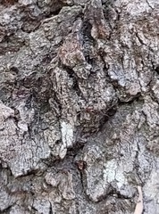 Formica francoeuri