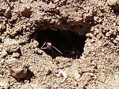 Formica francoeuri