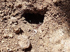 Formica francoeuri