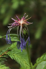 Centaurea maramarosiensis