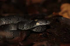 Pareas margaritophorus