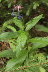 Centaurea maramarosiensis