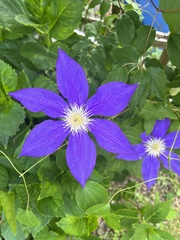 Clematis × jackmanii