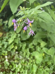 Solanum dulcamara