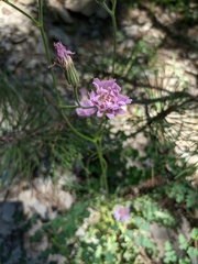 Crepis purpurea