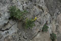 Hyoscyamus