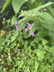 Solanum dulcamara